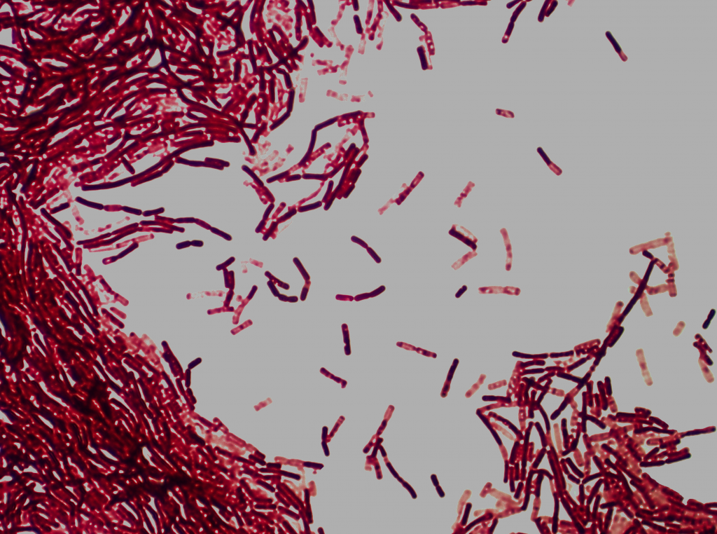 bacillus in red